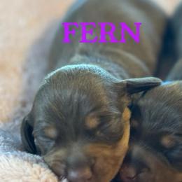 Fern - Chocolate and tan female Dachshund puppy in Staley, North Carolina from Langley Farms Dachshunds