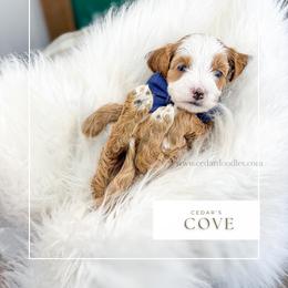 C O V E - Red  male Goldendoodle puppy in Cedar City, Utah from Cedar Doodles- Home of the Teddybear Goldendoodle