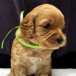 Australian Labradoodle Puppies from Hillcrest Doodles