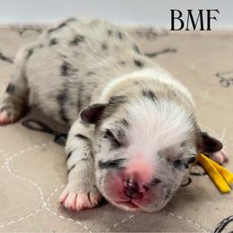 Yellow collar - Blue merle female Miniature Australian Shepherd puppy in Brooker, Florida from Triple Branch Aussies