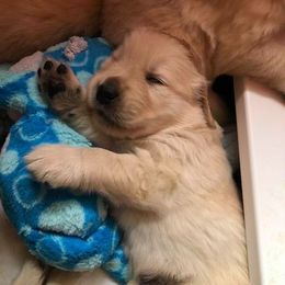 Golden Retriever Puppies from Heartstone Goldens