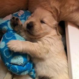 Golden Retriever Puppies from Heartstone Goldens