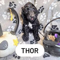 Double Doodle and Labradoodle Puppies from Superdoodles of San Antonio