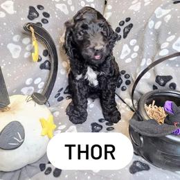 Double Doodle and Labradoodle Puppies from Superdoodles of San Antonio