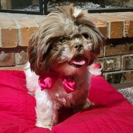 Shih Tzus from Waldstube Shih Tzu