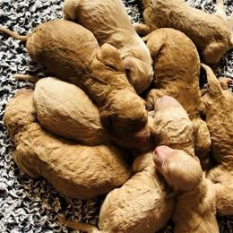 Goldendoodles from Doodle Den RI