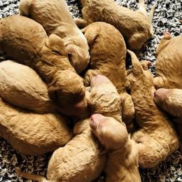 Goldendoodles from Doodle Den RI