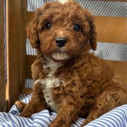 Rocky - Red male Cavapoo puppy in Lewisburg, Pennsylvania from Cinda's Cavapoos
