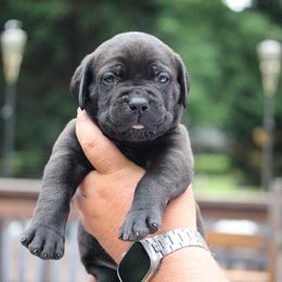 Dark Blue - Black male Cane Corso puppy in Lusby, Maryland from Coastal View Kennels