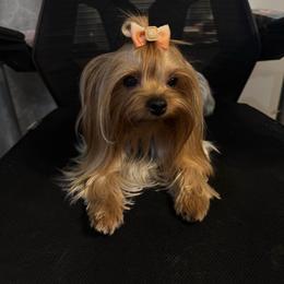Peaches - Yorkshire Terrier