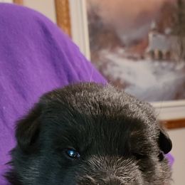 German Shepherd Puppies from Tuchscherer Kennel