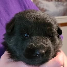 German Shepherd Puppies from Tuchscherer Kennel