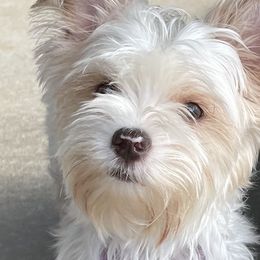 Yorkshire Terriers from Majestic Touch Kennels and Pet Services