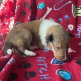 Tiny Tim - Sable and white Collie puppy in Yulee, Florida from Three Collie Farm