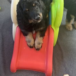 Bernedoodle and Poodle Puppies from Doggy Darlins