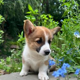 Medi - Red female Pembroke Welsh Corgi puppy in Birmingham, Alabama from Dalton Family Corgis