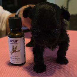 Maltese puppies from Marlees Puppies 1