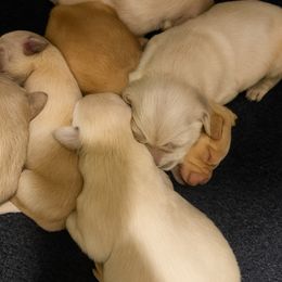 Kona Girl 2 - Golden female Golden Retriever puppy in Fort Morgan, Colorado from Golden Girls Kennels, LLC