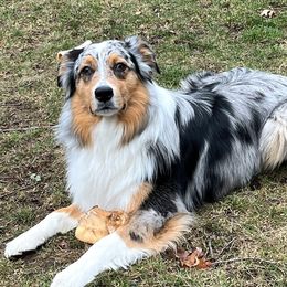 Soki - Australian Shepherd