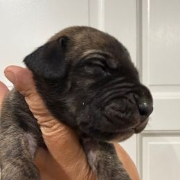 Biscuit - Brindle male Great Dane puppy in Florida from Beachside Kennels