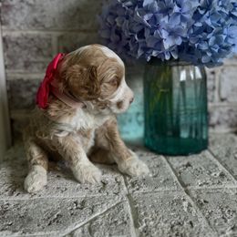 Pink - Caramel female Australian Labradoodle puppy in Milton, North Carolina from Good Day Doodles