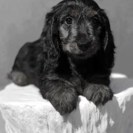 Raven - Dachshund
