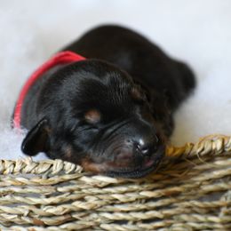 Girl 4 - Black and rust female Doberman Pinscher puppy in Overton, Texas from Obsidian Kennel