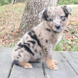 Mosaic - Blue merle female Australian Shepherd puppy in Macon, Georgia from Shaina’s Shepherds