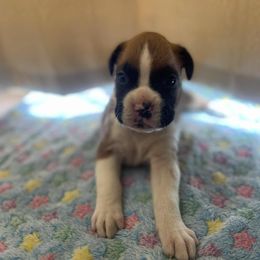 Male 2 - Fawn male Boxer puppy in Prestonsburg, Kentucky from Bre’s Boxers