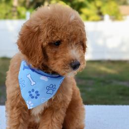 Teddy - Red  male Goldendoodle puppy in Apopka, Florida from Rae Precious Puppies