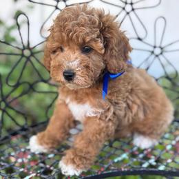 Cobalt - Red  male Goldendoodle puppy in Herriman, Utah from Gypsi Doodles & Poodles LLC.