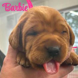 Barbie - Yellow female Labrador Retriever puppy in Sidney, Nebraska from Nebraska Strong Labradors
