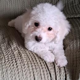 Maltipoo Puppies from Little Cupcakes and Little Punkins Maltipoos
