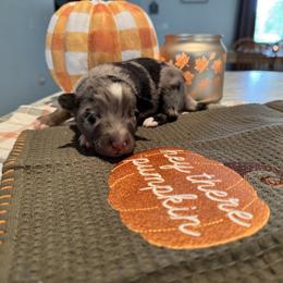 Australian Shepherd and Miniature American Shepherd Puppies from Autumn Fall Aussies