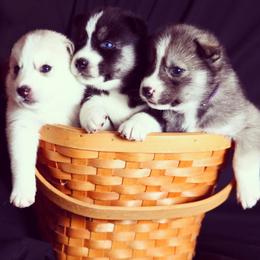 Siberian Husky Puppies from Tricia's Siberians