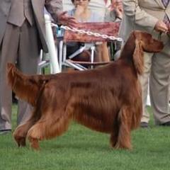 Irish Setters from Diane's Irish Setters