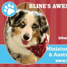 Aussiedoodle, Australian Shepherd, Miniature American Shepherd, and Miniature Australian Shepherd Puppies from Bline's Awesome Aussies