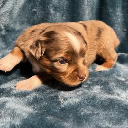 Cleo - Red merle female Toy Australian Shepherd puppy in Nocona, Texas from Rafter O Toy Aussies and Mini Heelers