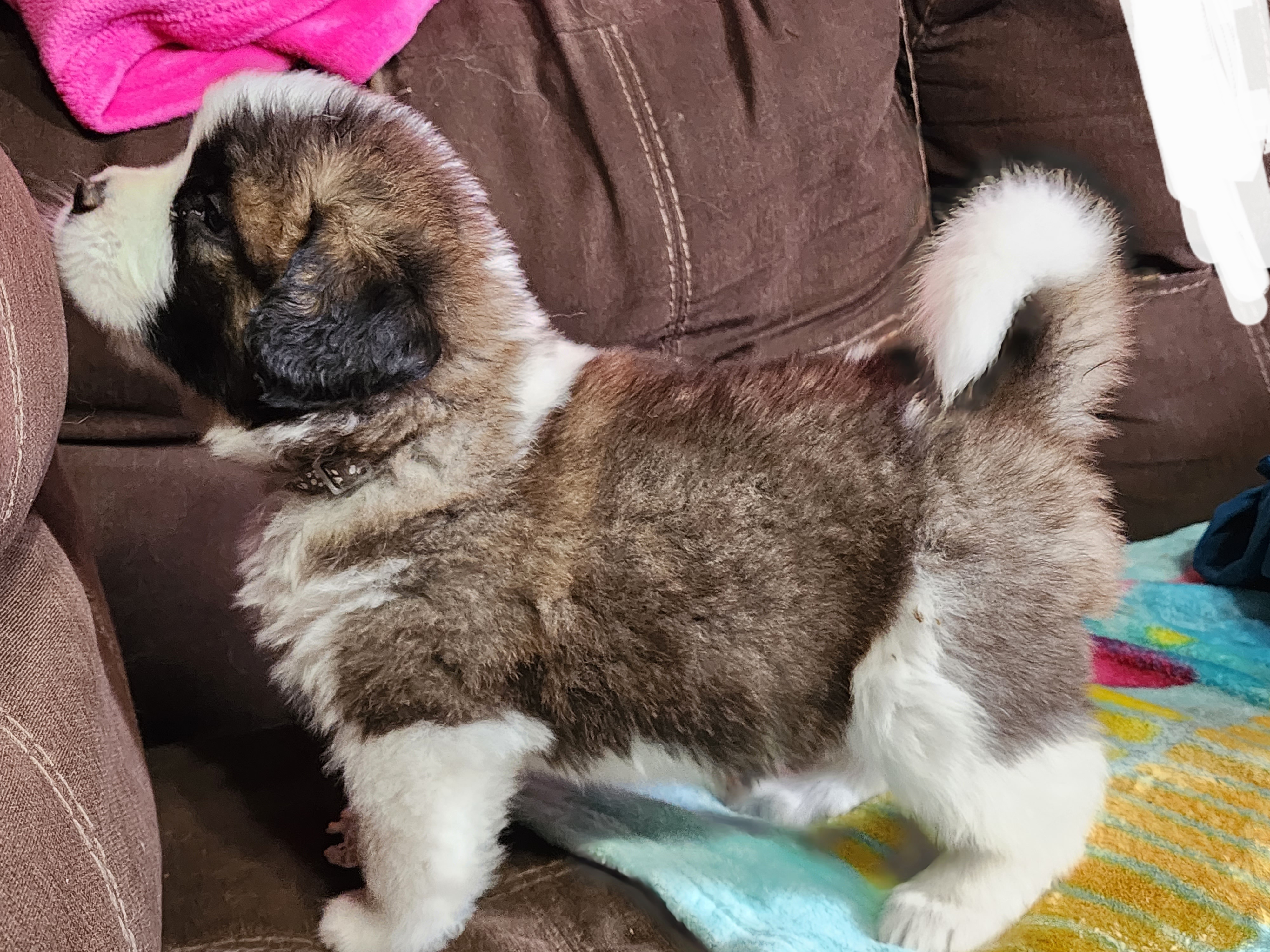 Saint Bernard Puppies from Tonya Tate's Saint Bernards