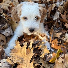Pearl - female Golden Mountain Doodle puppy in Jim Falls, Wisconsin from Pup Paw-fection