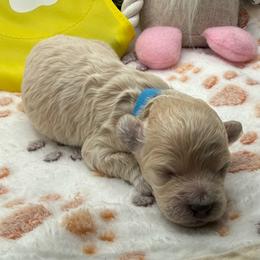 Sutton - Apricot male Maltipoo puppy in Colonial Beach, Virginia from BeachRidge Pups