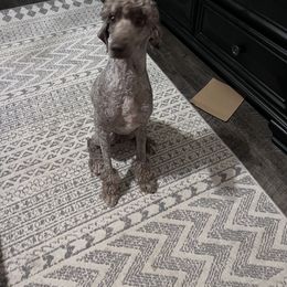 Cockapoo, Goldendoodle, and Poodle All Grown Up from Clad Doodles