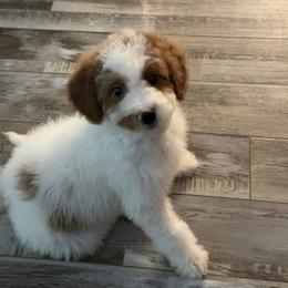 Willow - Parti female Goldendoodle puppy in Wayland, New York from Loris Pampered Pooches💕