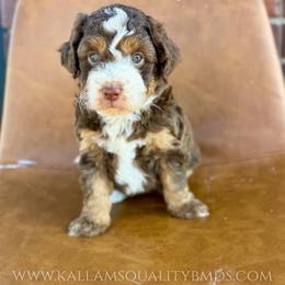 O'hara - Brown and white female Bernedoodle puppy in Owasso, Oklahoma from Kallams Bernedoodles & Bernese Mountain Dogs