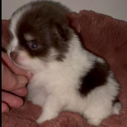 Lady Alexis Michele the Lovely aka Alexis - Chocolate parti female Pomeranian puppy in East Mountain, Texas from Fairchild Fancy Pomeranians and Coachella Pomeranians