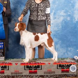 Sundance  - Brittany
