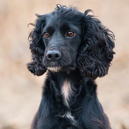Cocker Spaniels and Labrador Retrievers from Berry Creek Labs & Cockers