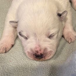 Girl 1 - female Australian Cattle Dog puppy in Libby, Montana from RnB Cattle Dogs LLC
