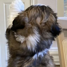 Shih Tzu Puppies from Strano’s Shih Tzu