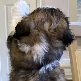Shih Tzu Puppies from Strano’s Shih Tzu